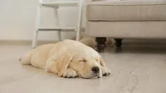 Prečo sa psy pred spánkom točia: príčiny tohto zábavného rituálu