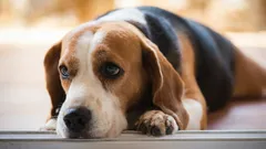 Čo podľa odborníkov cíti váš pes, keď naňho kričíte?